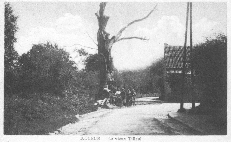 Le vieux tilleul